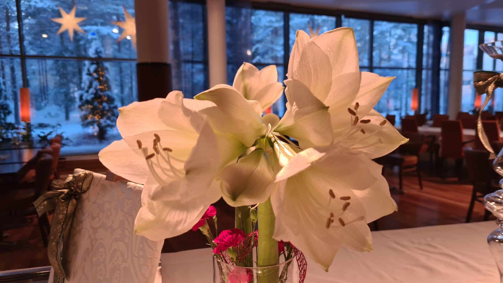 Valkoinen amaryllis hämärän ravintolasalin tunnelmassa. Ikkunoista näkyy talvinen maisema.