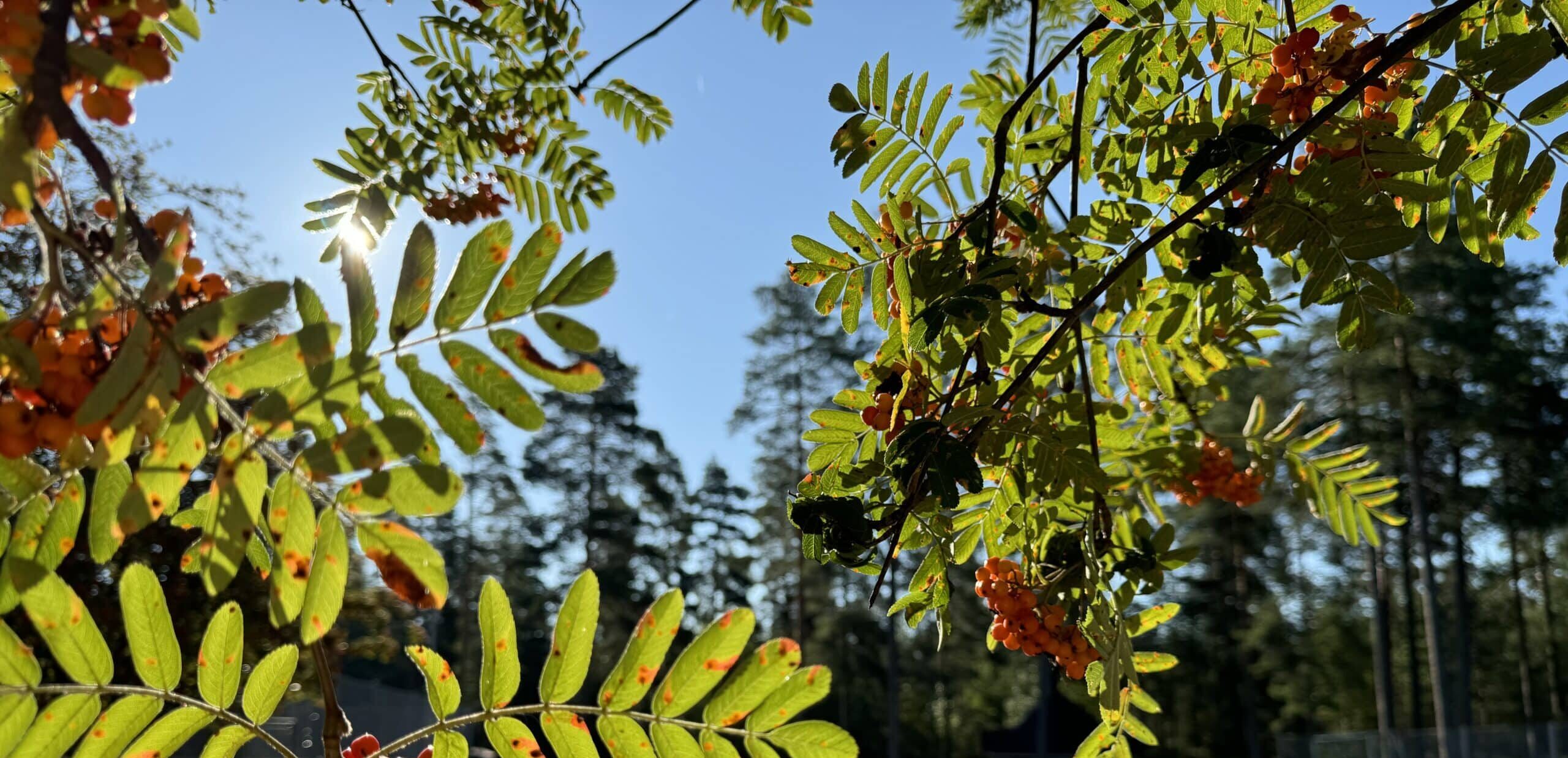 Kuvassa on pihlajanmarjoja aurinkoisena päivänä sinistä taivasta vasten. Kuvalla kuvitetaan Kelan syöpäkurssit -sivua.