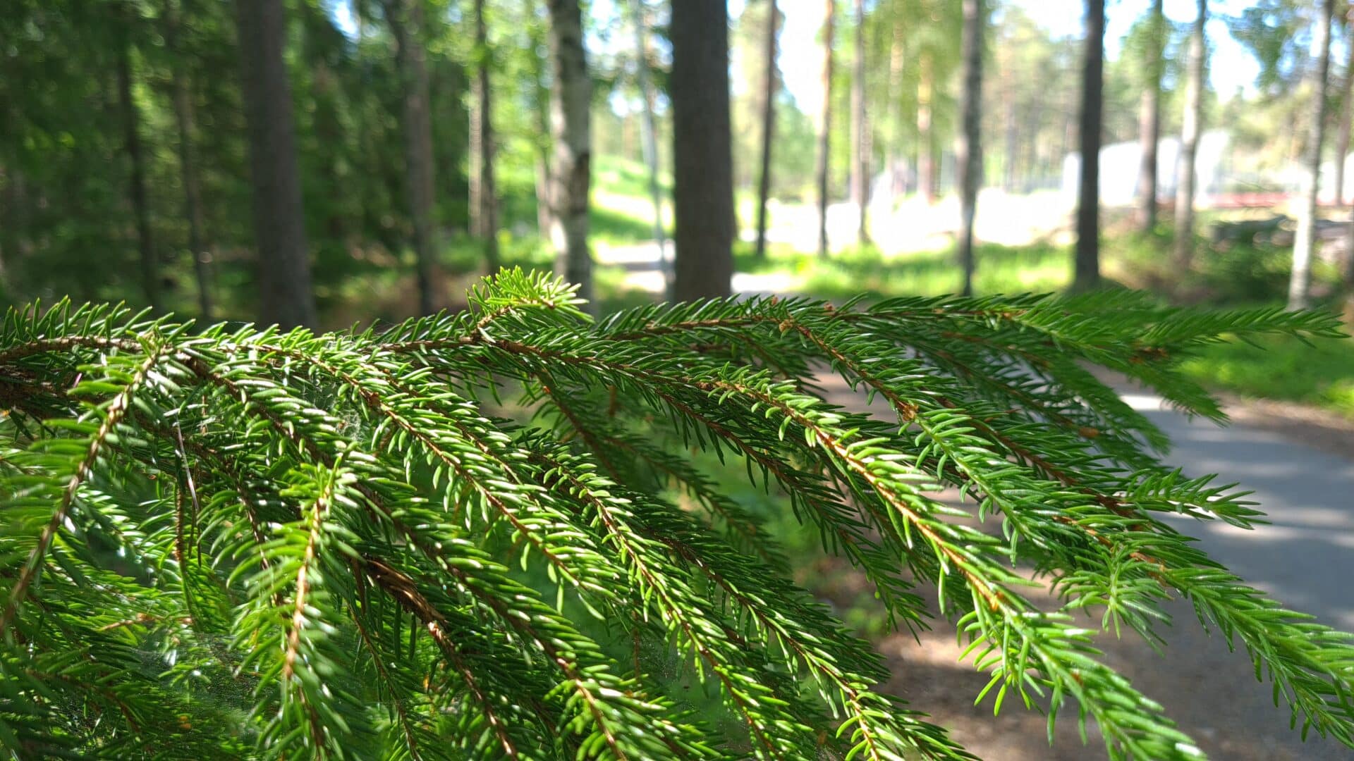 Kuva Kunnonlähteen metsästä. Kuusenoksa ja kuntopolku.